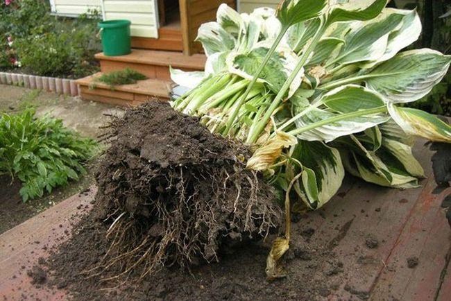 Пересадка Хосты Осенью Когда и Как Посадить • Выбор саженца