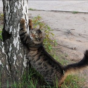 Кошка точит когти о дерево